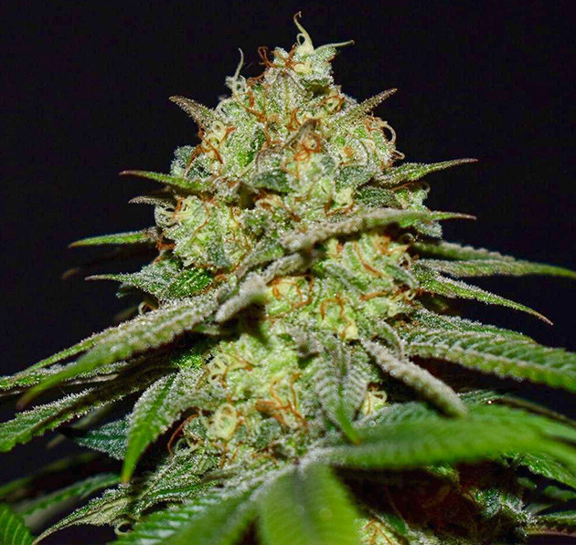 Шишка покрытая трихомами и оранжевыми стигмами