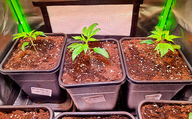 Росток Blueberry Hill на 4 неделе