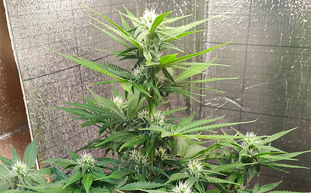 Куст конопли ростом 55 см