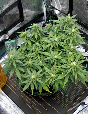 Куст на 6 неделе выращивания