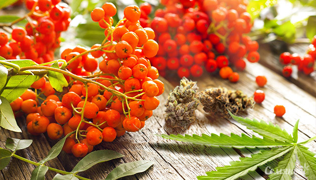 Красная рябин и каннабис