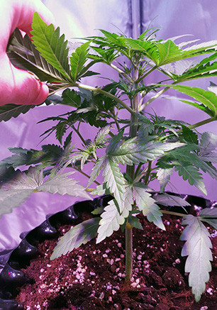 Куст Auto White Widow на 2 неделе роста