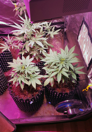 3 куста марихуаны