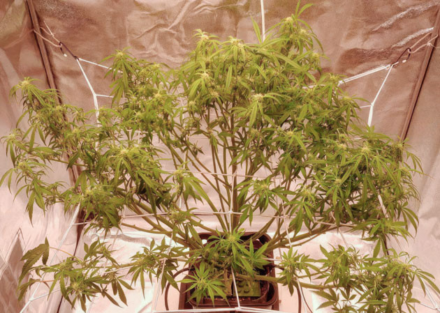 Куст Auto Orange Bud на фазе цветения