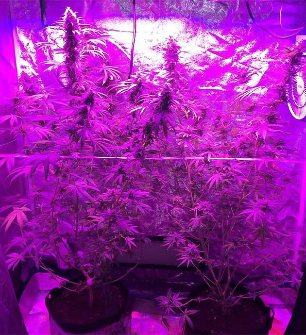 Приближение харвеста: ожидание и подготовка