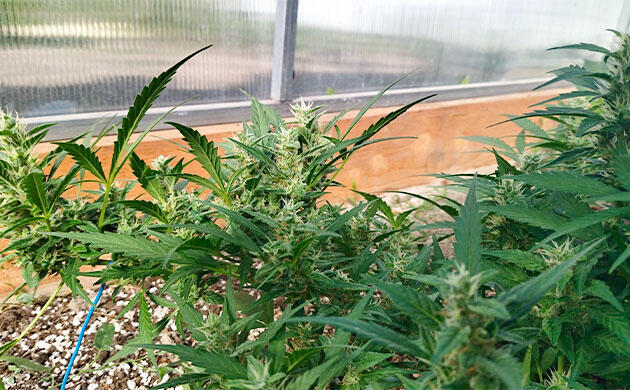 Кусты Grand Gorilla Purple Auto от Семяныча на фазе цветения