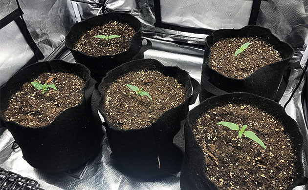 5 ростков Chemical Bride