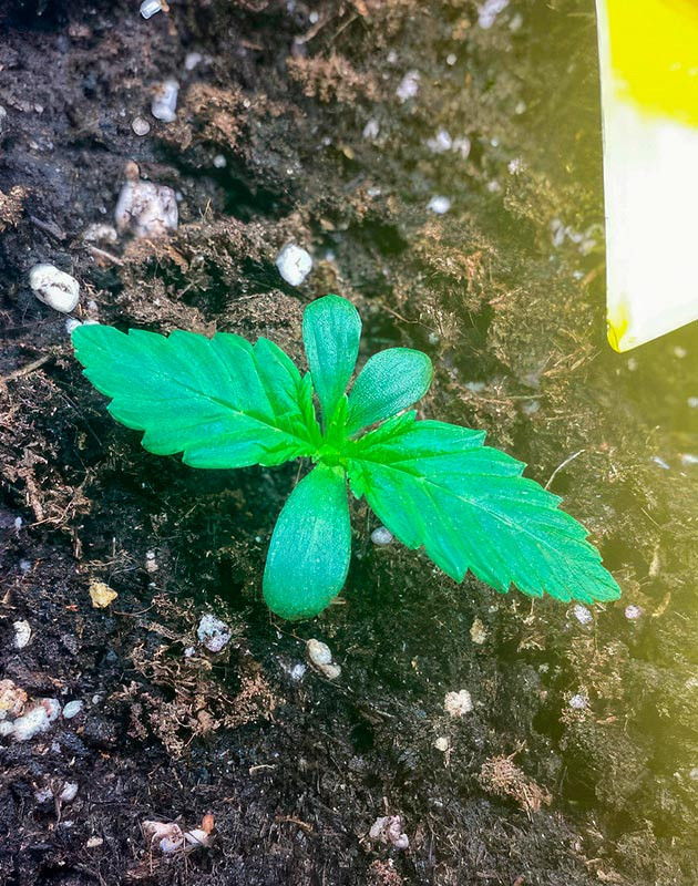 Проращивание Gorilla Zkittlez Auto от FastBuds