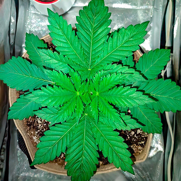 Растишка Keepers OG Autoflower на 2 неделе