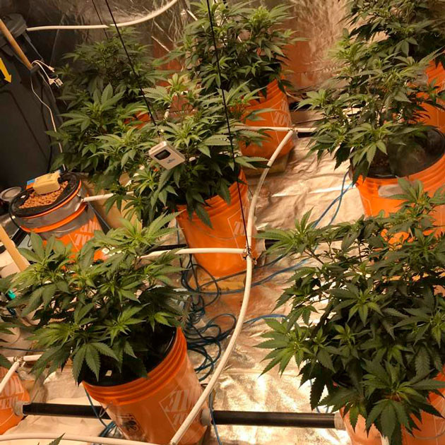 Кусты на третьей неделе выращивания