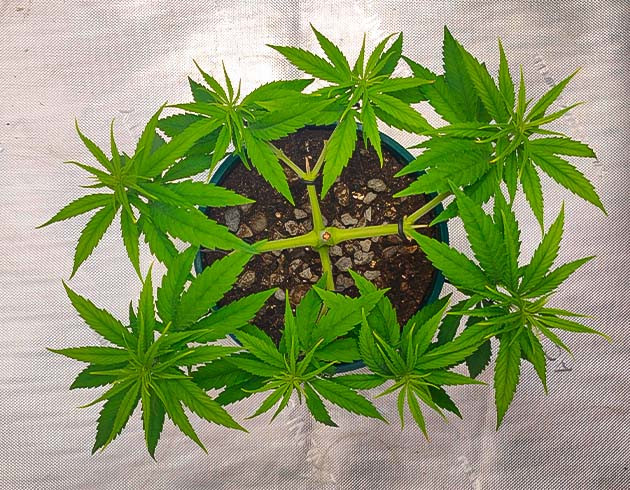 Куст Godzilla Original Glue GG#4 от Herbies Seeds на 7 неделе