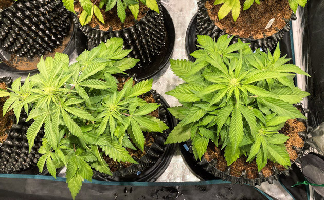 Начало цветения на пятой неделе