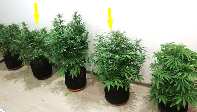 5 кустов марихуаны