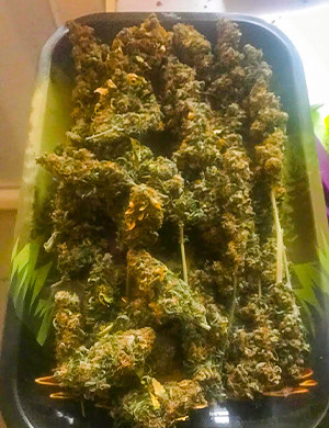 Большие сухие шишки