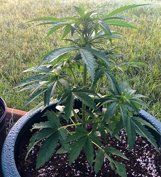 Подготовка куста Original Jack Herer Auto к цветению