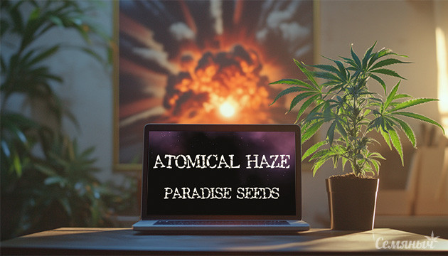 Paradise Seeds: старт культивации Atomical Haze