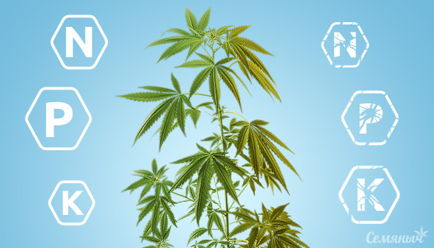 Эксперимент на проявление дефицита NPK