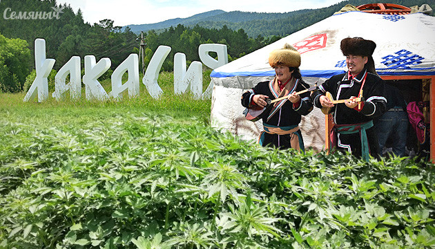 Конопля в Хакасии