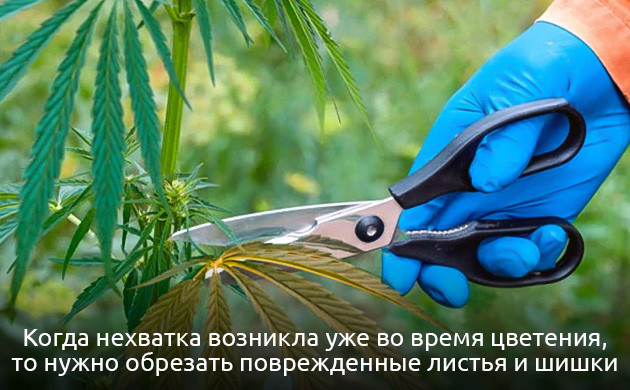 Устранение дефицита молибдена у конопли