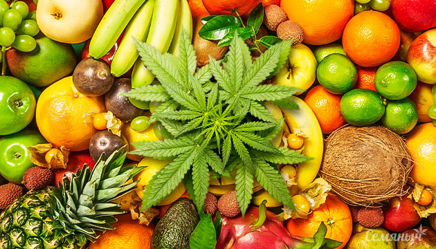 Больше терпенов лучше