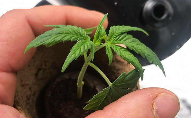 Росток Grandmommy Purple в торфяной таблетке