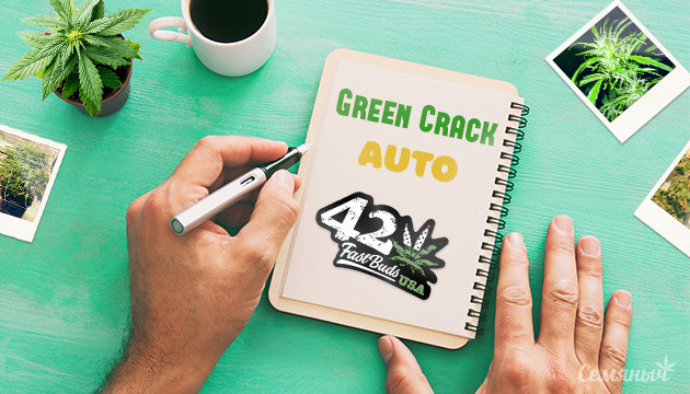 Гроурепорт сорта марихуаны Green Crack auto