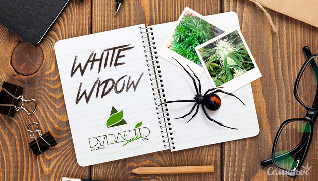 Гроурепорт сорта марихуаны Auto White Widow от Pyramid Seeds