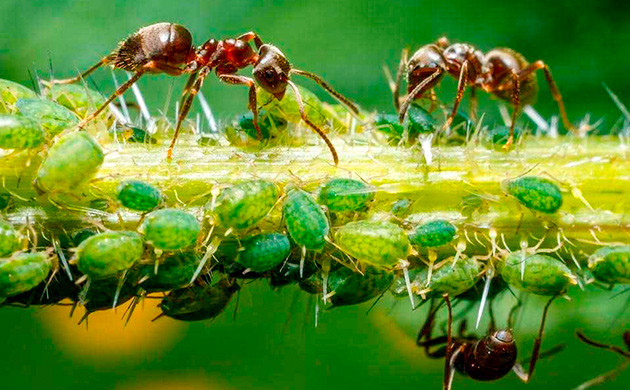 Устойчивость тли к уничтожению