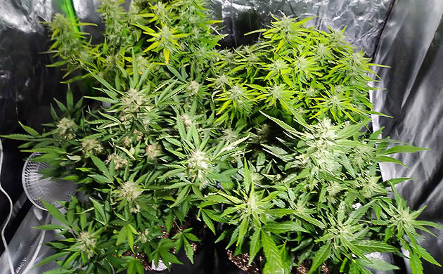 Два куста каннабиса со светло зелеными листьями