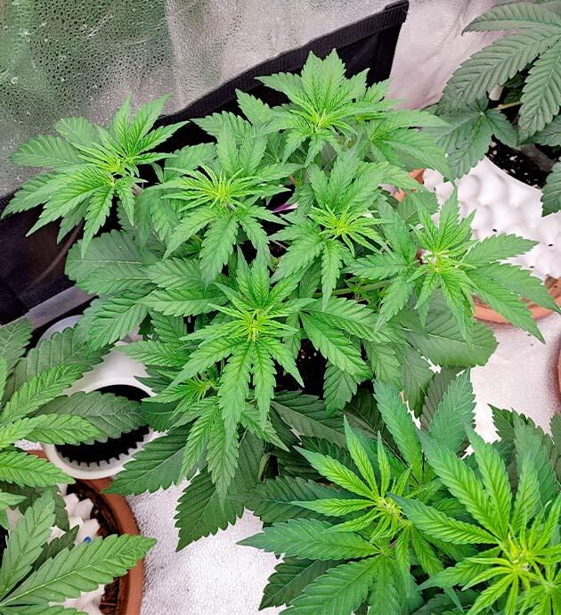 Куст каннабиса Crescendo RBX1 перед переходом на цветение