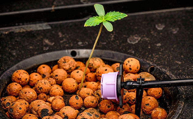 Оптимальный pH для водопоглощения каннабисом