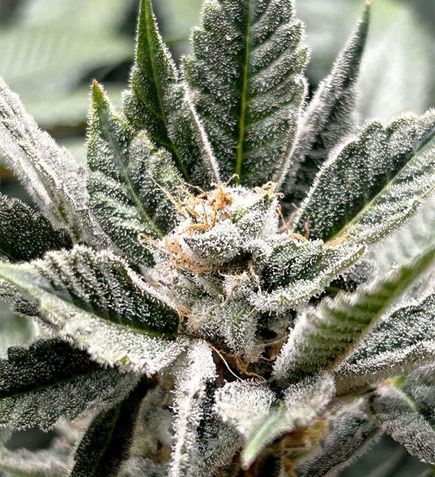 15 неделя сорта RS11 x Banana OG от Barney's Farm