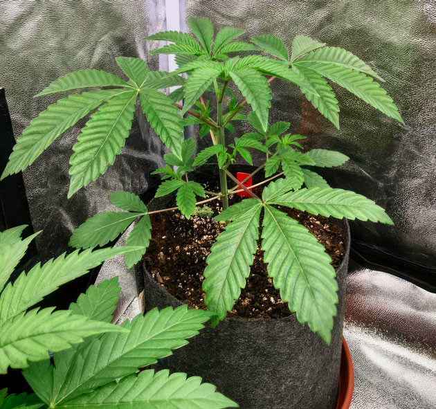 Топпинг конопли