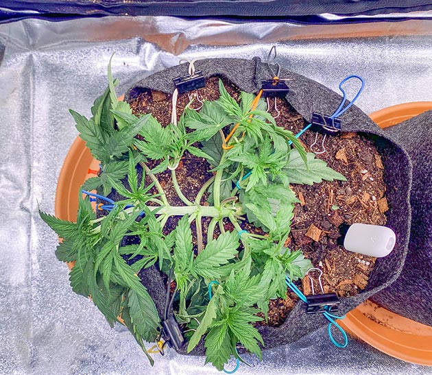 Введение удобрений для Wedding Cake Auto