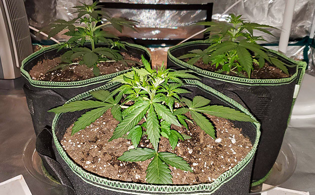 Auto Lemon Kix в индоре