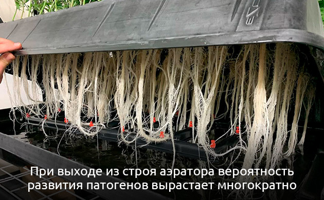 Патогены и болезни конопли