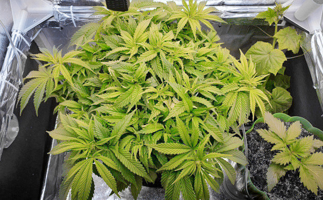 Марихуана сорта Power Plant X fem на 7 неделе грова