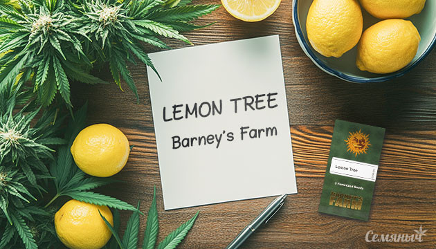 Гроурепорт по выращиванию сорта Lemon Tree
