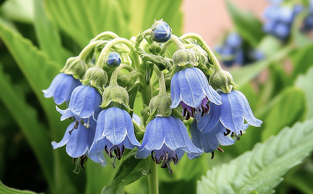 Окопник — природный катализатор роста для конопли