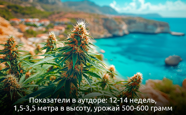 Особенности выращивания Y Griega