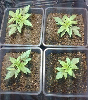 Black Jack auto через 20 дней выращивания