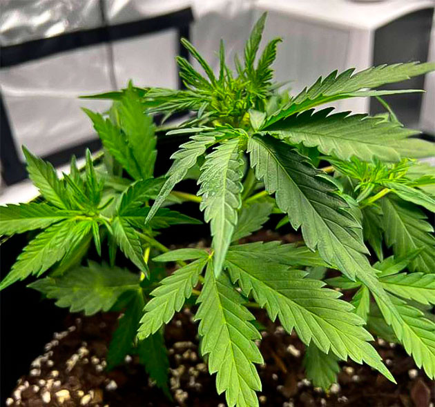 Куст Gelato от Blimburn Seeds на стадии вегетации