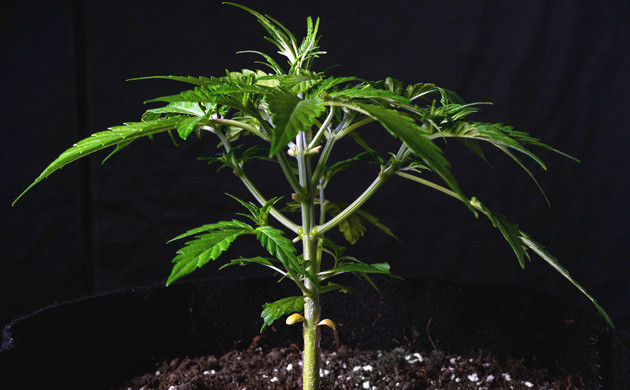 Рост марихуаны сорта Lemon AK в гроубоксе
