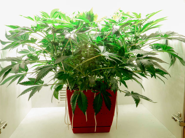 Куст Girl Scout Cookies на 7 неделе роста