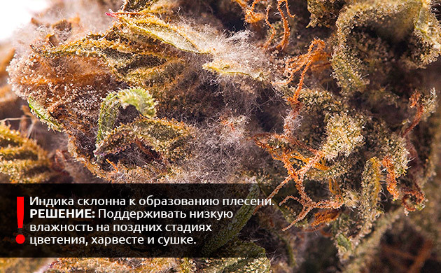 Меры предосторожности при уборке холодного/дождливого урожая