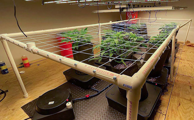 Сетка ScrOG на ножках