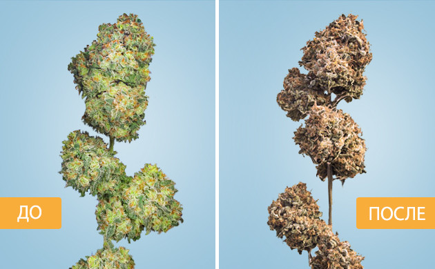 Шишка до и после ферментации