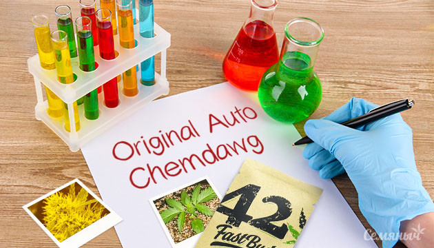Гроурепорт сорта марихуаны Original Auto Chemdawg