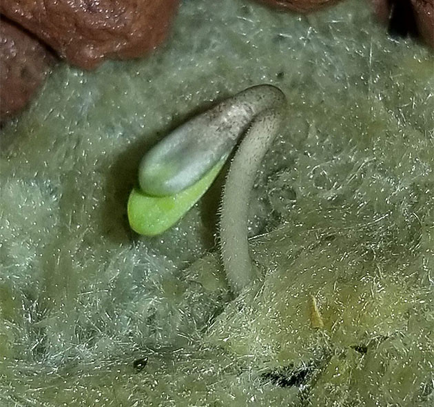 Выращивание конопли Purple Juice Auto