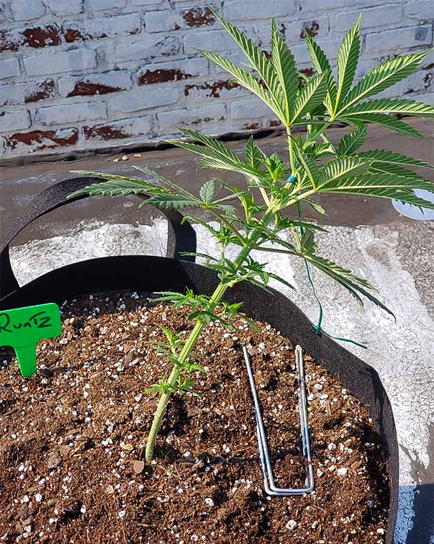 Гроурепорт сорта Runtz Punch